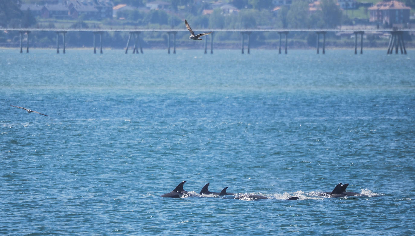 Vista de la manada de delfines con la zona de Gajano al fondo