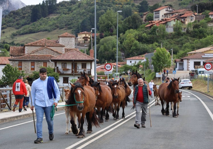 Imagen principal - Caballos y vacas pasando por la calle de la localidad de camino al recinto ferial.