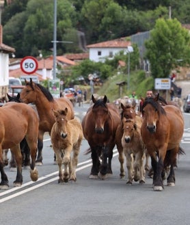 Imagen secundaria 2 - Caballos y vacas pasando por la calle de la localidad de camino al recinto ferial.