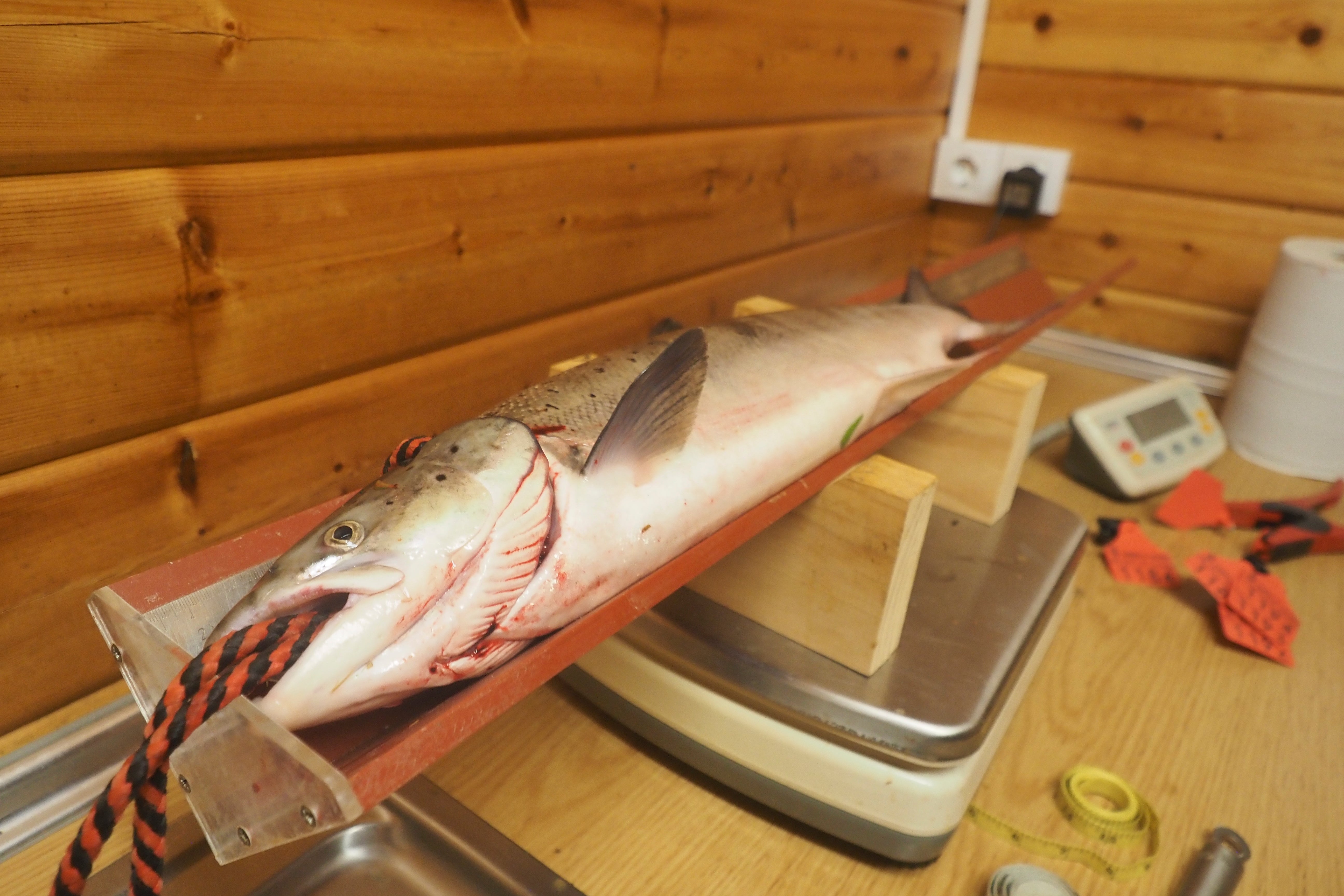 El salmón en la sala de pesaje de Puente Viesgo.