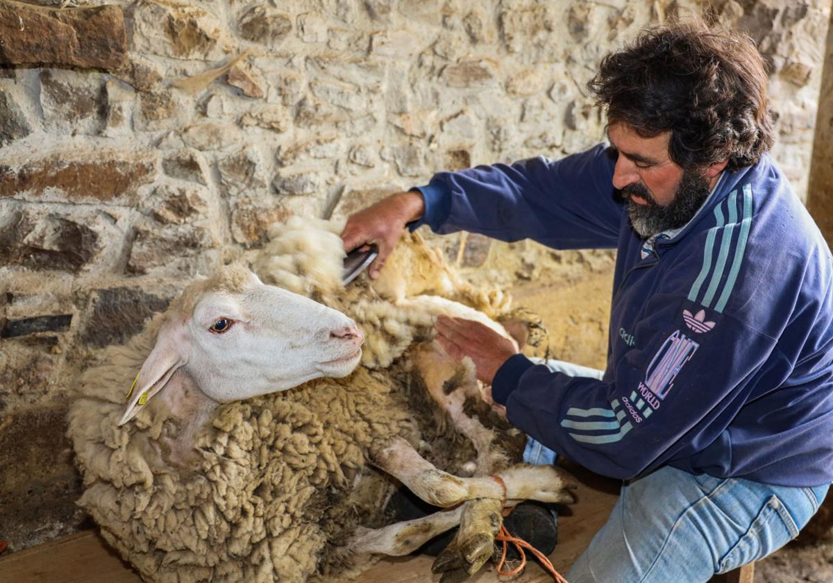 Lino Escandón esquilando a una de las ovejas de la granja.