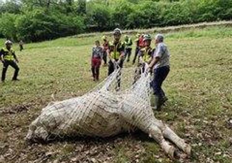 Imagen principal - El helicóptero del Gobierno rescata por el aire a una vaca de 500 kilos que se había roto una pata