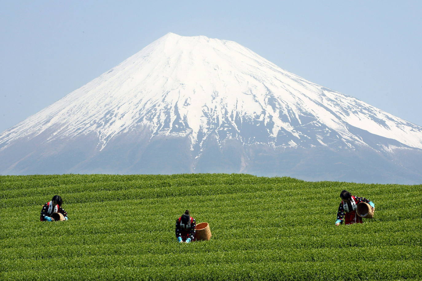 Campesinas japonesas, enfundadas en kimonos, recogen los primeros brotes de las hojas de té en las proximidades del monte Fuji, en Shizuoka