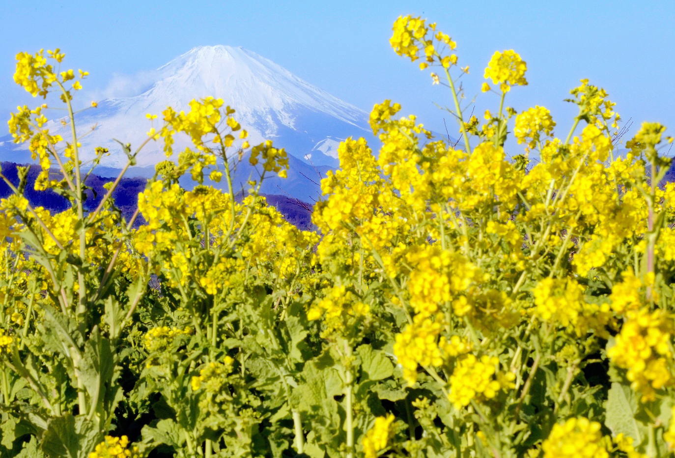 El Fuji es un estratovolcán y un símbolo sagrado en Japón