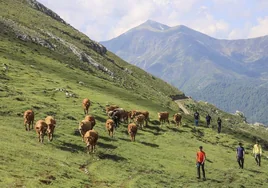 Seis ganaderos guían a sus vacas a los pastos del interior del puerto de Áliva durante la mañana de este domingo.