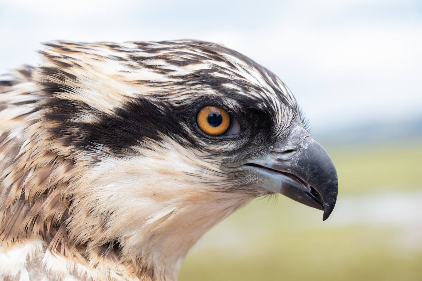 Primer plano de uno de los pollos que muestra la gran belleza de estas rapaces en peligro de extinción. 