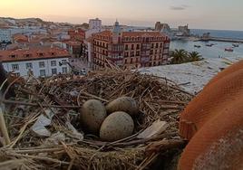 Fotografía de un nido de gaviota situado en tejado de un edificio de Castro Urdiales.