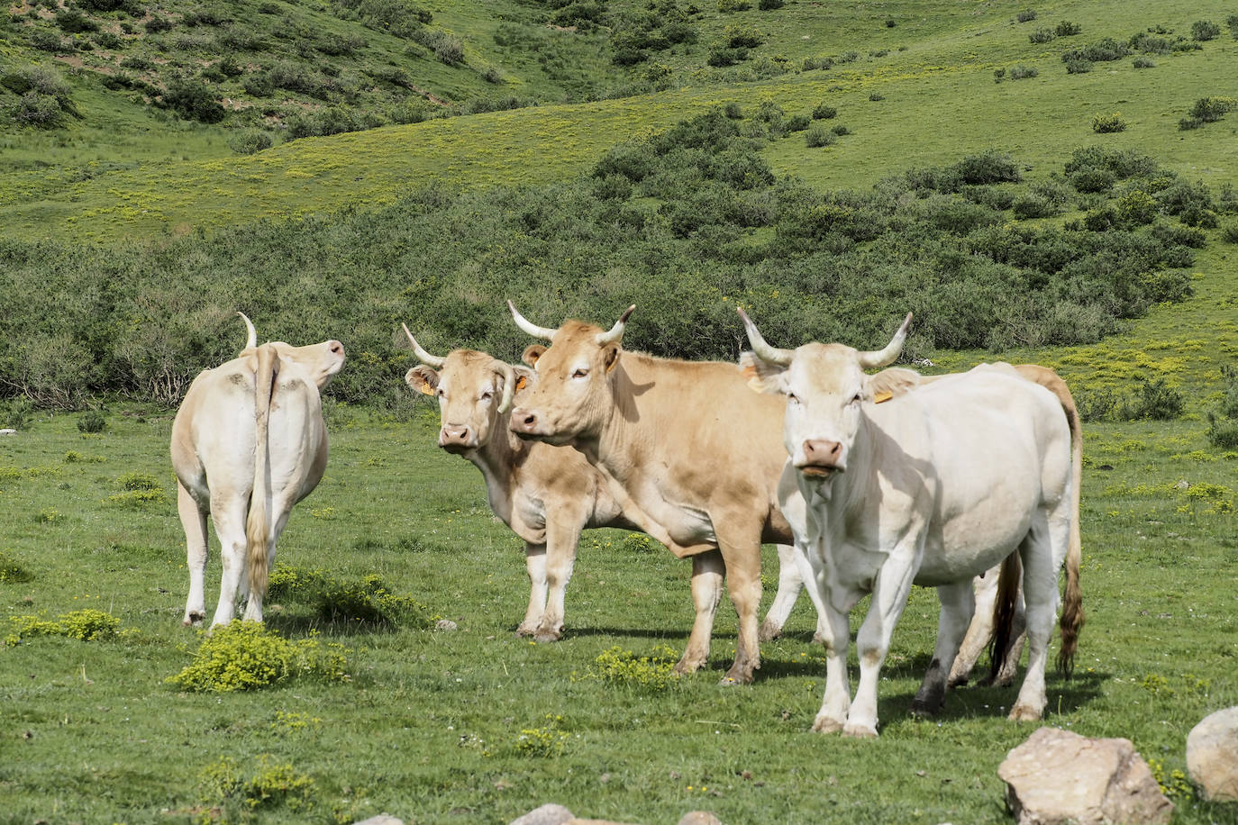 Durante la primavera los animales permanecen en los puertos bajos y en verano suben a Sejos, hasta octubre si no nieva.