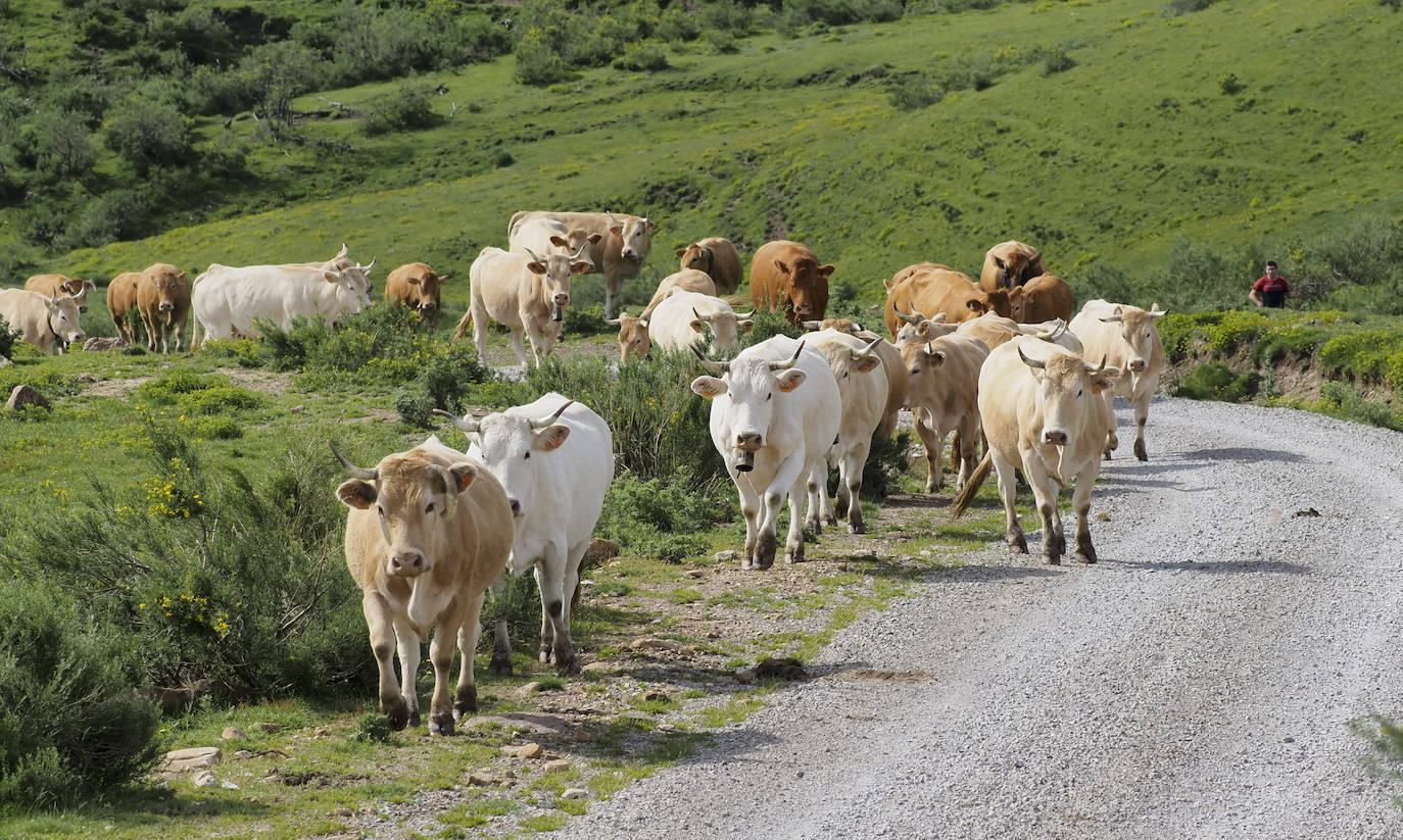 Durante la primavera los animales permanecen en los puertos bajos y en verano suben a Sejos, hasta octubre si no nieva.