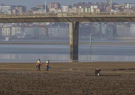 Tres pedreñeras marisquean en el entorno del puente de Somo.