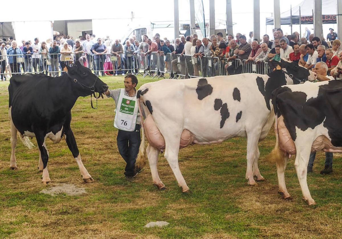 Doce ganaderías se dieron cita en el concurso de ganado de Renedo