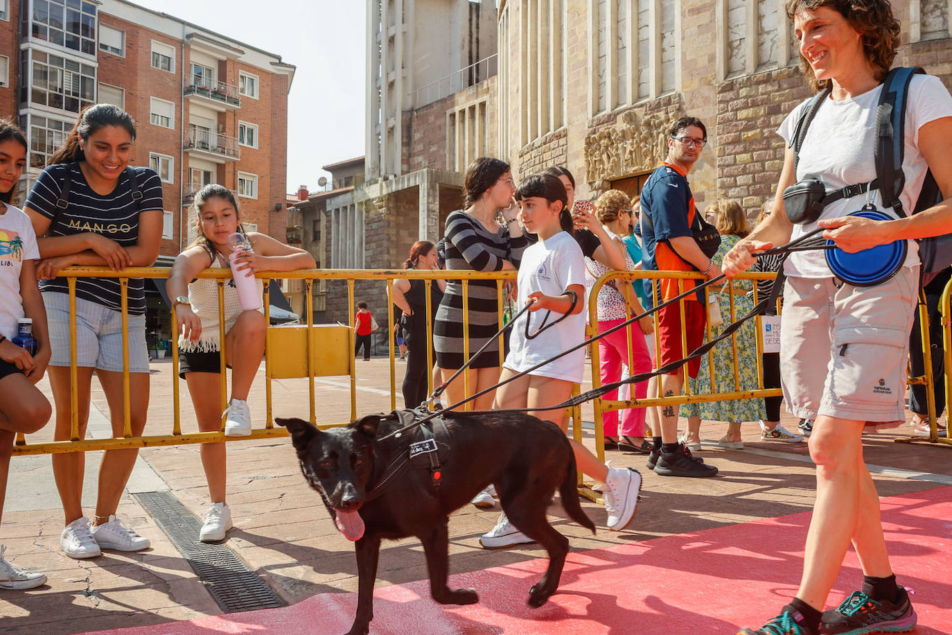 Sun, una de las perras en adopción del Refugio Canino de Torres (Torrelavega) y que ha desfilado este jueves en la plaza Baldomero Iglesias, es cariñosa, lista, sociable y juguetona.