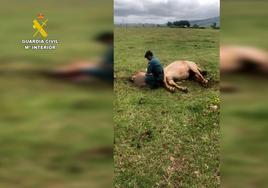 Un agente del Seprona al lado del animal muerto.