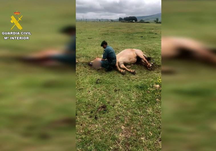 Un agente del Seprona al lado del animal muerto.