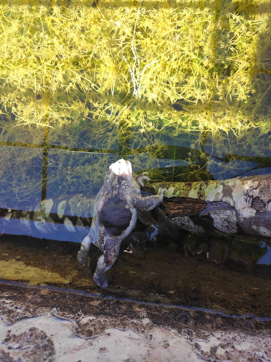 Un sapo muerto en uno de los abrevaderos sin rampa.