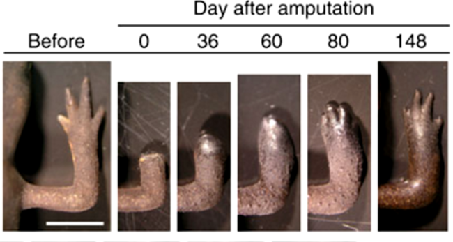 Regeneración de una pata tras su amputación para el estudio.