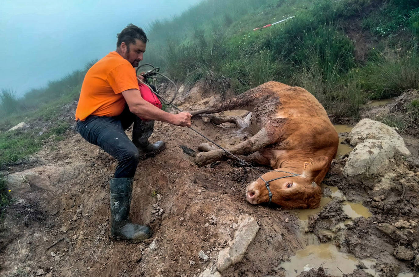 Pablo Linares, amigo de Jesús Rebanal, tira de la vaca Angelita, herida en medio del monte.