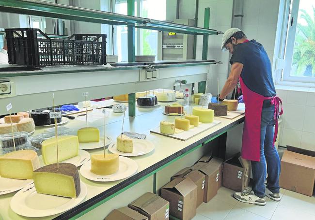 Los quesos, preparados para cortar las muestras.