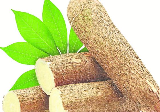 La yuca es un tubérculo de raiz que es un superalimento cada vez más presente en nuestras cocinas.