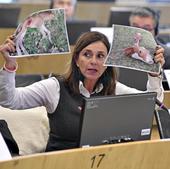 Paula Fernández intervendrá en Bruselas en el gran debate sobre el lobo