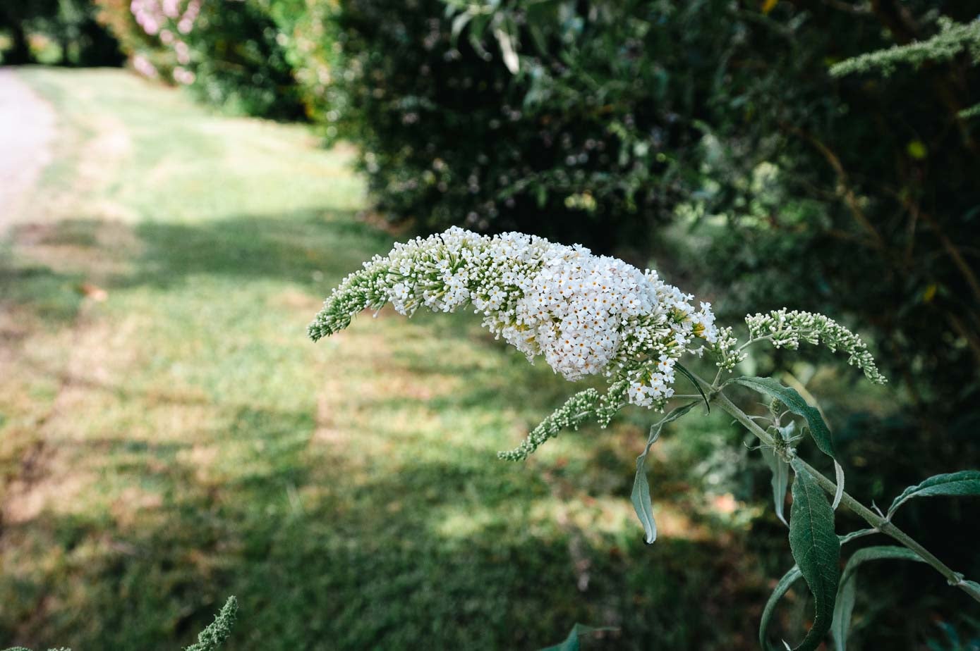 Buddleja de color blanco, de las cultivadas en el jardín. 