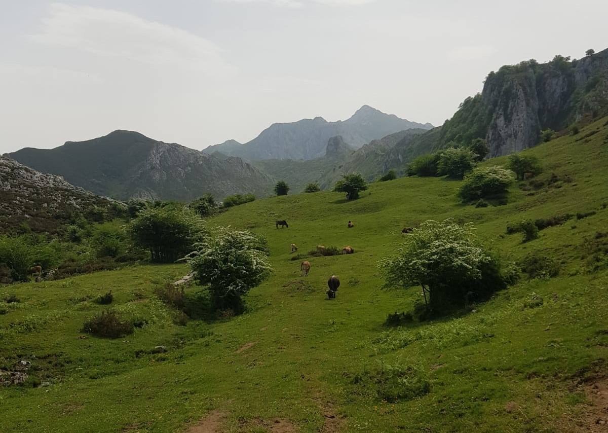 Paisajes y ganado que los senderistas se encuentran a lo largo del primer tramo de la Ruta de la Reconquista.