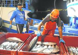 Descarga de bonitos en la actual costera en el puerto de Santoña.