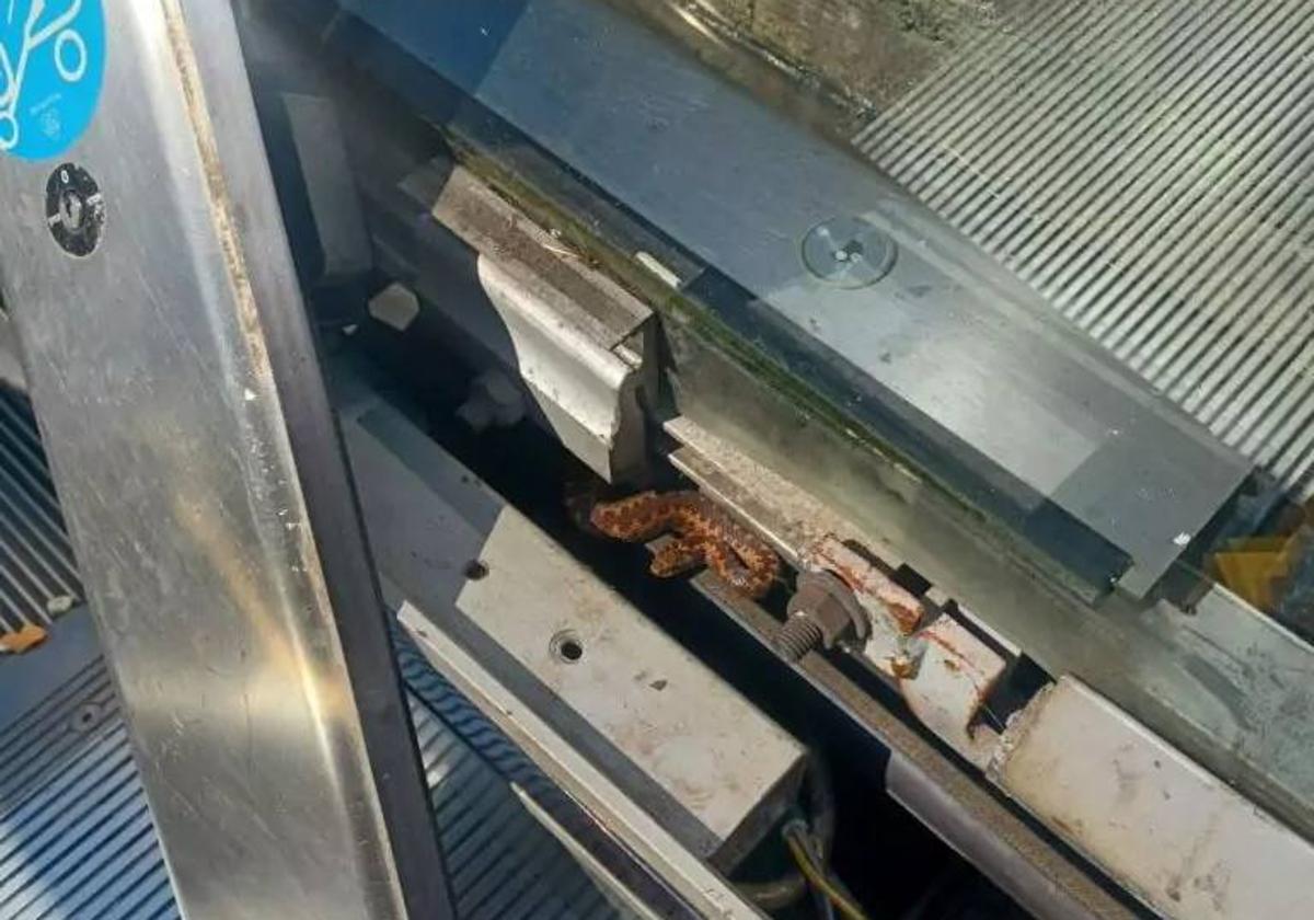 Aparece una víbora de Seoane en las rampas mecánicas del Río de la Pila