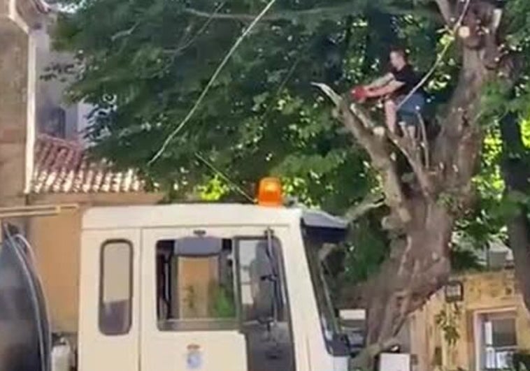 Un operario de la orquesta talando las ramas del árbol.