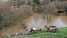 El zoo de Santillana sufre la inundación más grave en sus 46 años de historia