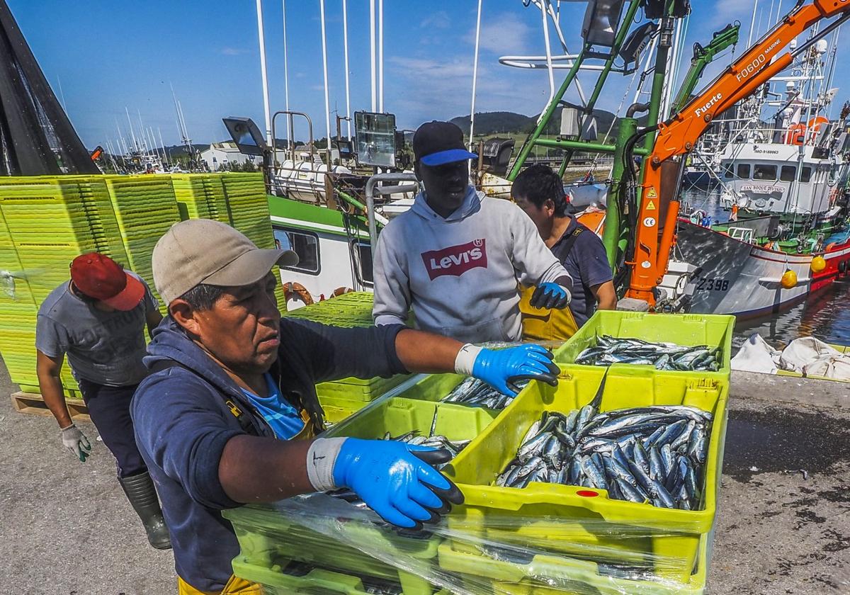 Descarga de bocarte durante la costera de este año en el Puerto de Santoña.