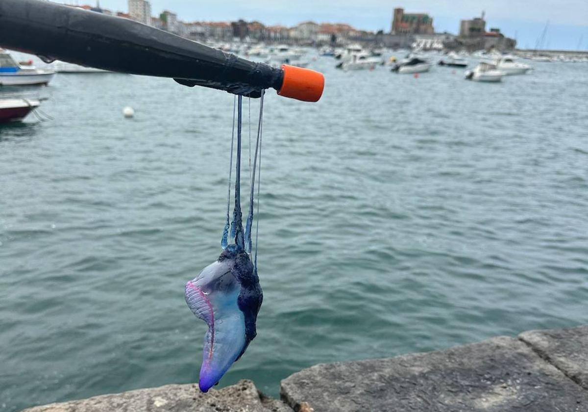 Una de las carabelas capturadas ayer en Castro Urdiales.