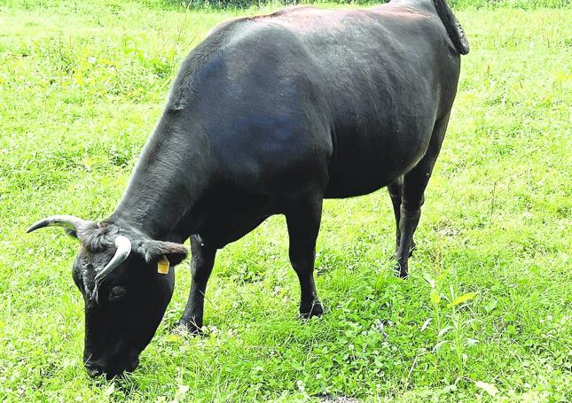 Aspecto que presenta un ejemplar de wagyu pastando en una finca de Omoño.