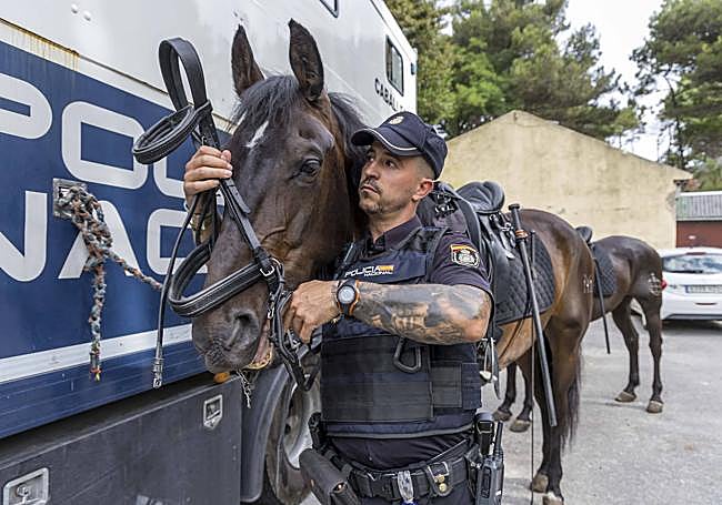 El oficial David coloca la cabezada a Podio, de ocho años.