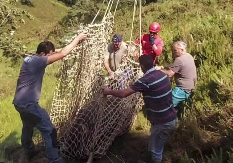 Los ganaderos y los operarios del 112 asturiano cargando la vaca para sacarla.