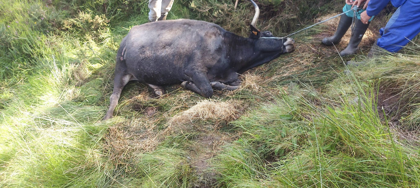 Tras una búsqueda intensa encontraron la vaca metida «en un hoyo» en una zona de complicado acceso.