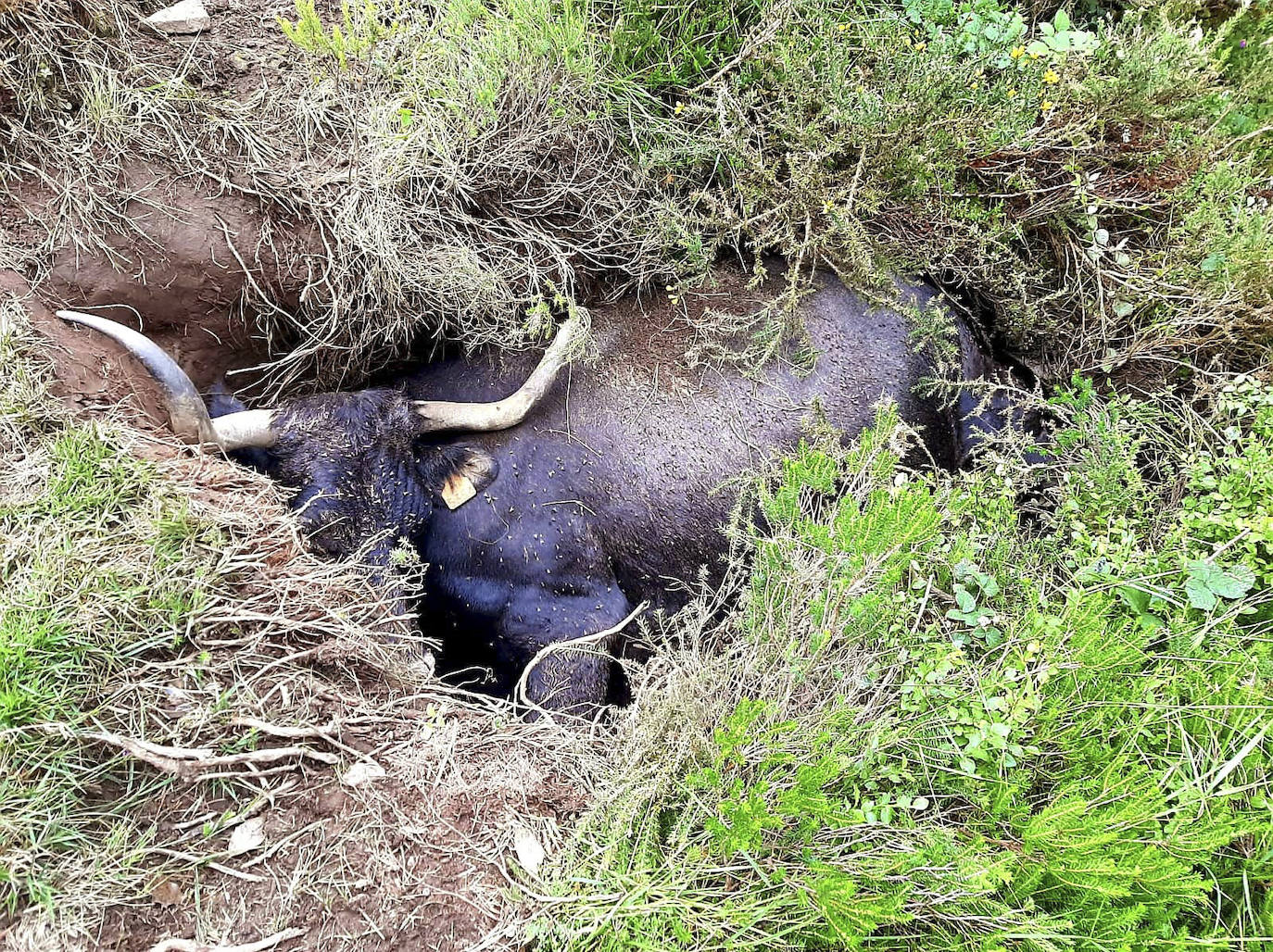 El animal, atrapado en un hoyo, acabó muerto