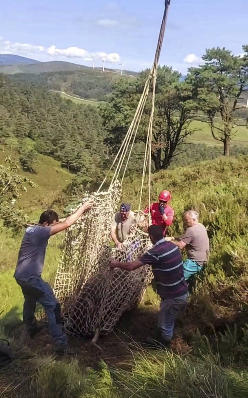 El animal es izado en una malla por el helicóptero del 112 de Asturias y ayudado por varios vecinos