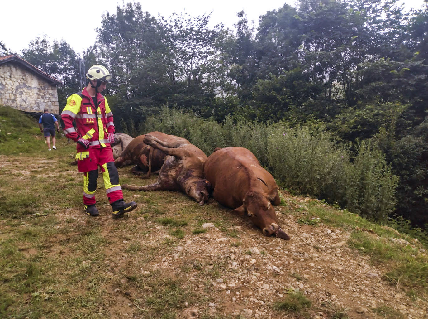 Algunos de los animales que los servicios de emergencia pudieron retirar ya ayer, muertos y con la lengua fuera por la falta de aire.