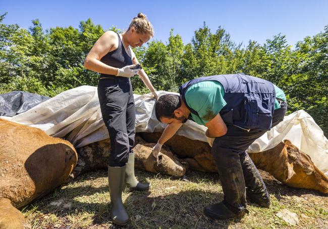 El veterinario examina uno de los cortes encontrados en algunos de los animales.