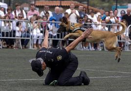 Héroes de cuatro patas