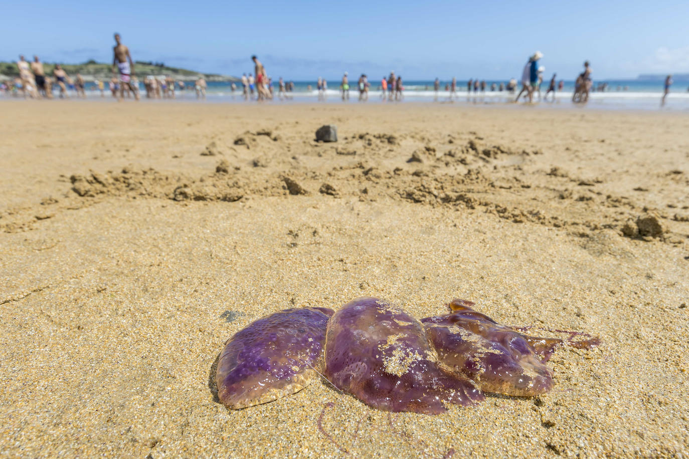 Las medusas, de pequeño tamaño, han aparecido en prácticamente todas las playas.