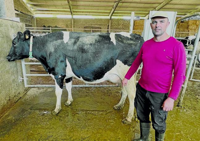 José Ángel Pereda, junto a una vaca de su ganadería.