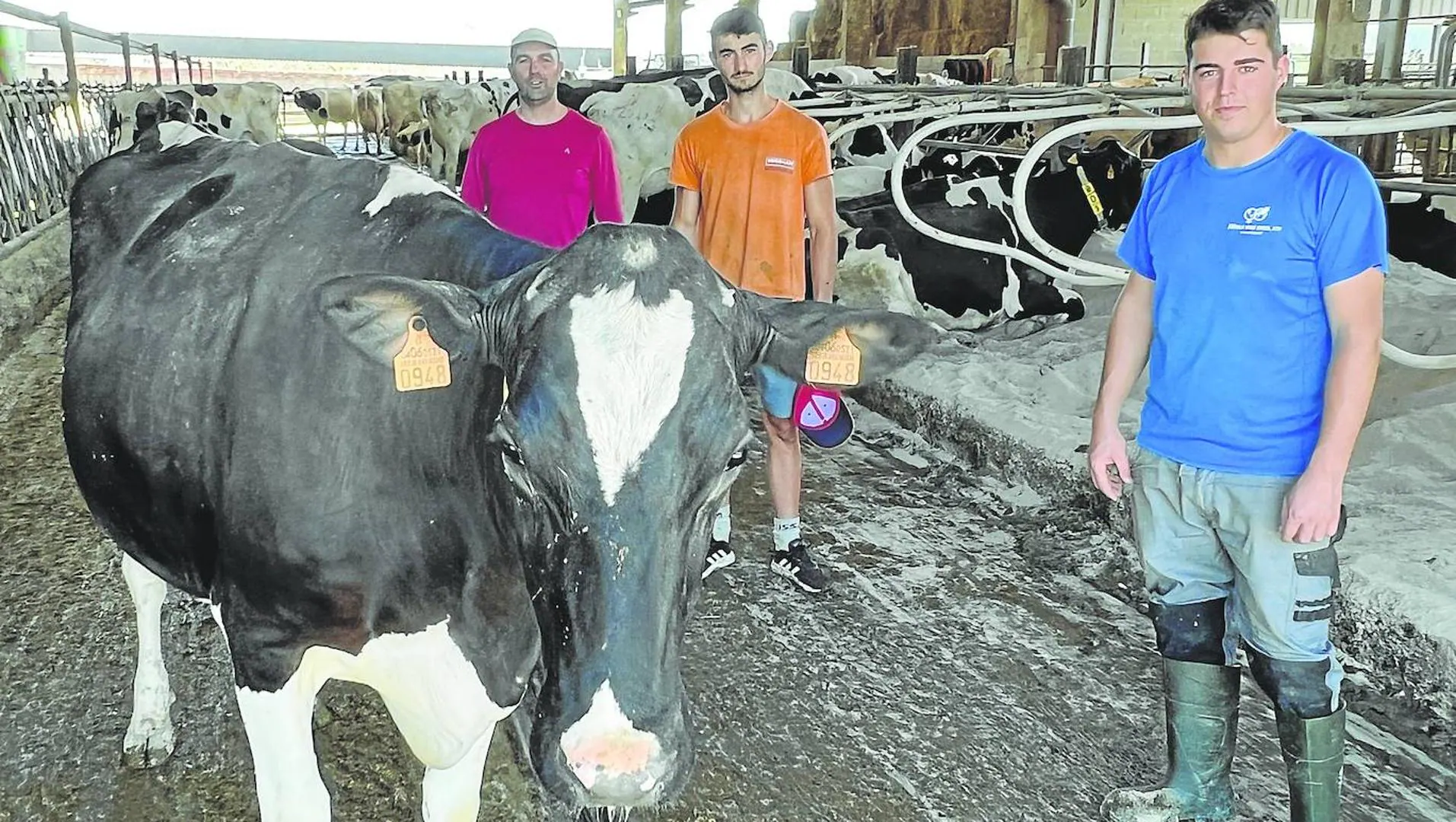 Un día en la vida de la granja lechera Benera, en Oruña de Piélagos | El  Diario Montañés