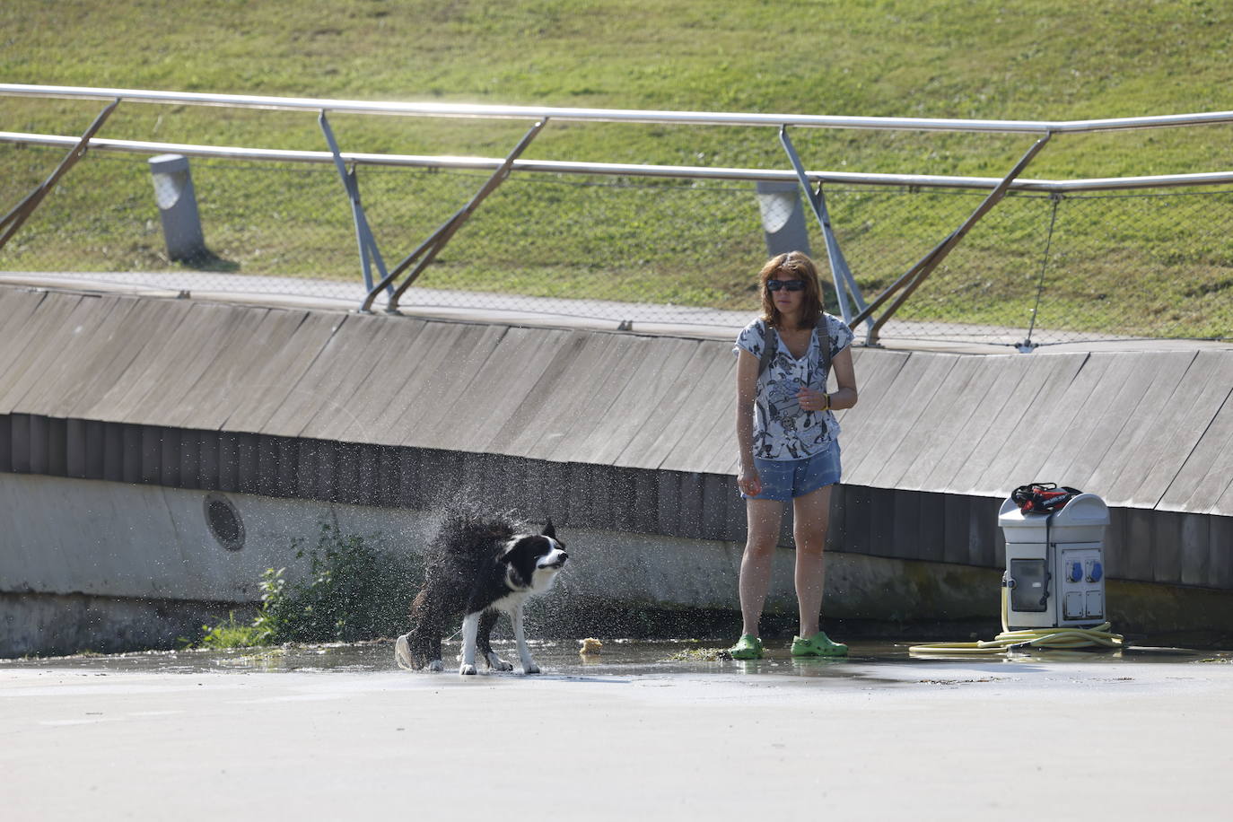 Los animales también se refrescan en una jornada sofocante en la que se prevé llegar a los 40º en Santander.