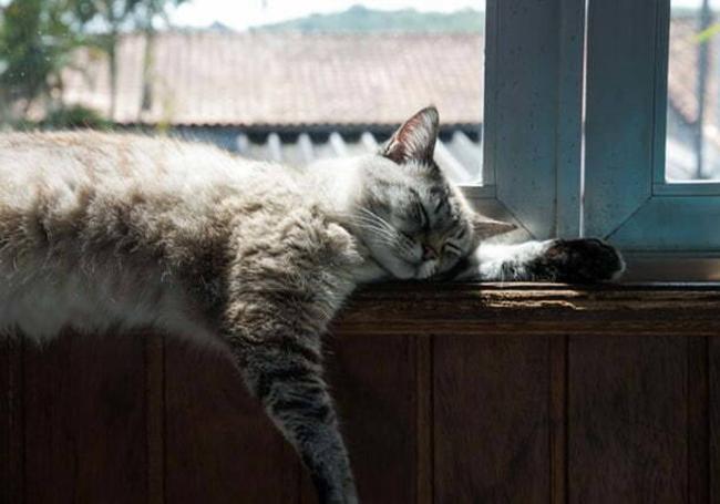 Los gatos buscan los lugares más frescos de la casa.