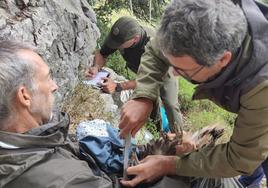 Momento en el que los técnicos de SEO/BirdLife marcan al alimoche.