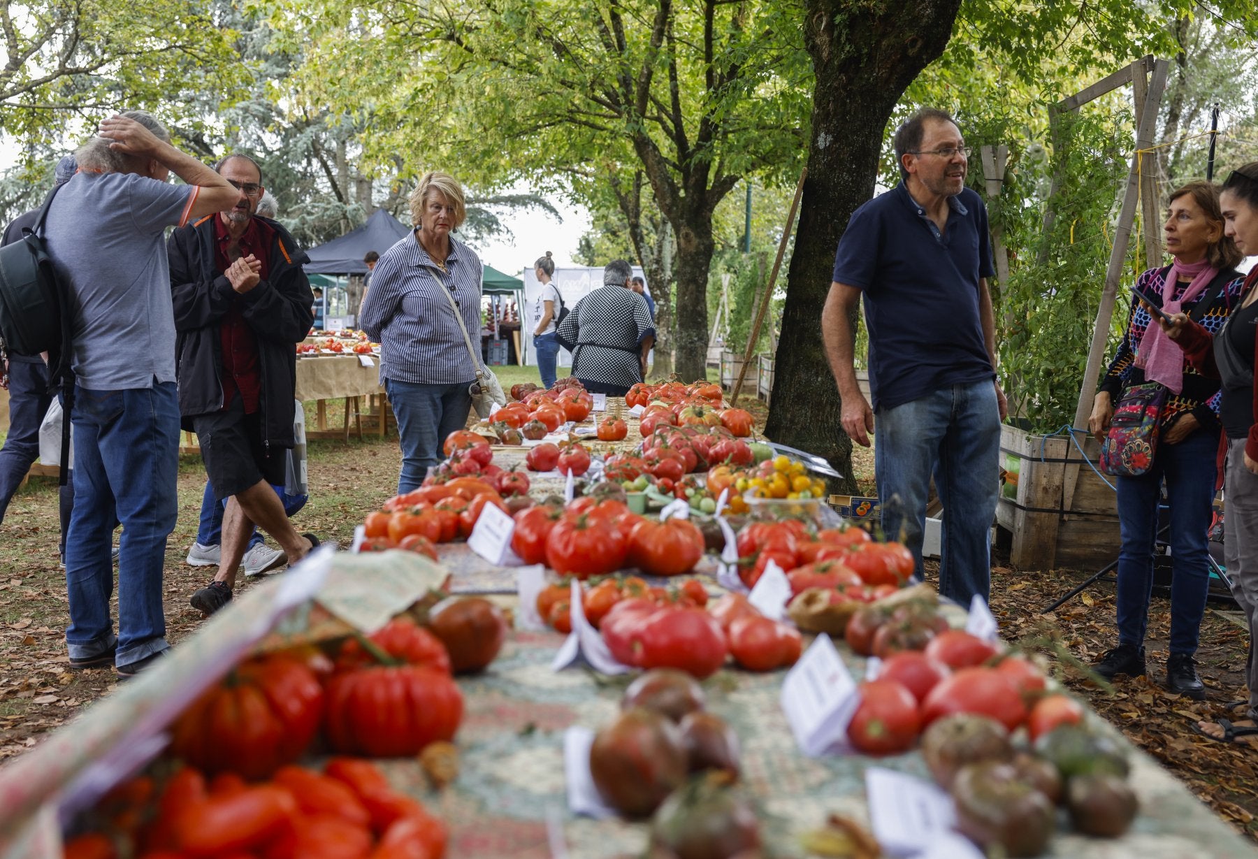 Exposición de tomates en el parque Manuel Barquín, uno de los grandes atractivos del festival, deslucido ayer por la lluvia.