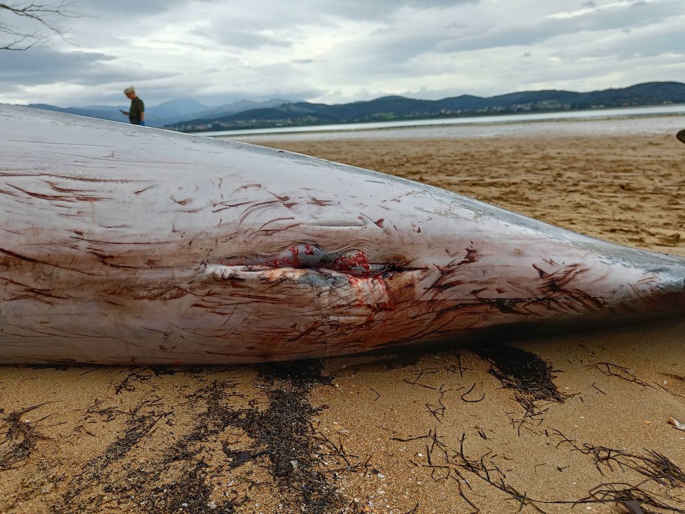 El animal es una hembra, de unos 300 kilos y tres metros de longitud.