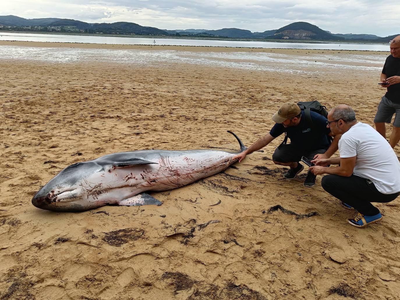 El divulgador científico Diego de Vallejo explica a vecinos de la zona las características de este animal, al que es muy inusual ver por la costa cántabra.